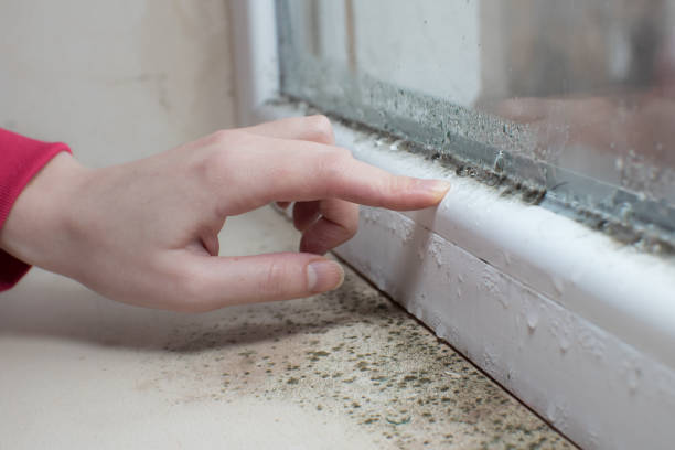 Best Environmental Consulting for Mold Prevention  in Konterra, MD